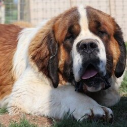 Ben/Saint Bernard									Puppy/Male	/9 Weeks,Looking for help in choosing a furever St Berrnard puppy? Your search can be over! With over 16 years of experience in raising these beautiful dogs,we can help you successfully choose the puppy of your dreams today!