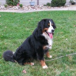 Orlando/Bernese Mountain Dog									Puppy/Female	/6 Weeks,Say hello to Orlando! This darling Bernese Mountain Dog puppy is one of a kind and can’t wait to spoil you with love and attention. Orlando is family raised and loves to go on adventures. She is vet checked, up to date on shots and wormer plus comes with AKC papers and a microchip! To learn more, please contact Ada today.