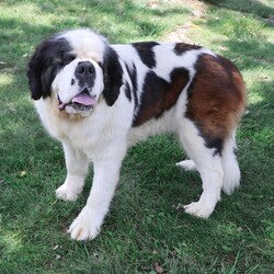 Adopt a dog:Ireland/Saint Bernard/Female/Adult,Ireland is a 4 year old, 115 pound Saint Bernard.  She came in to rescue with three of her sisters and they had been breeder dogs. On arrival, this poor girl had such pronounced and pervasive eye infections that she had to have both eyes removed. She also had plastic surgery to remove the insane wrinkling she had, Several months later and she is healthy and happy and ready to go. 

Ireland may be blind, but she is sweet, and wonderful and lovely. She has a very gentle disposition and she is great with everything from very big dogs to the tiniest puppy (see pic of puppy snuffling which she excels at). She has excellent manners and she is a calm, easygoing girl. 

Ireland is good with people over the age of 8 and all dogs. She'd be fine with younger kids but given her blindness, I think 8 and up is best for her. I hate to say she's not good with cats, but we don't think she would be. She is housebroken and perfect and her vision issues don't stop her from living her best life. 
Ireland needs a home with a fenced yard and not a lot of stairs. She learns the lay of the land very quickly and she loves her walks in the neighborhood. She is a rock star and everyone loves her. 

If you are interested in adopting this dog, please apply online, at https://bigfluffydogs.com/adopt/adoption-application/ then email jay@bigfluffydogs.com. Our main website, www.bigfluffydogs.com has more information about us and the rescue process. 

NOTE TO EMAILERS FROM PETFINDER: WE DO NOT RESPOND TO EMAIL INQUIRIES WITHOUT AN APPLICATION. WE REGRET WE CANNOT RESPOND TO EVERY EMAIL, BUT UNLESS YOU FILL OUT AN APPLICATION, WE DO NOT KNOW YOU EXIST. 

All known information about an individual dog is provided in its listing. We do our best to provide accurate information, but adopters should understand that each home is different and the dog may behave differently in a new home. Dogs are creatures of their environment and you help make the dog what it will be.