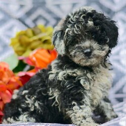 Pebbles/Miniature Poodle Mix									Puppy/Female	/8 Weeks,Hi there! A picture is worth a thousand words and I’m sure that’s why you clicked on me! I’m a beautiful puppy with a great disposition. I have wonderful parents that have started teaching me how to be a great companion. I hope to come home to you soon, so I can show you what I’ve learned. I will come home to you up to date on my vaccinations and vet checked. I’m waiting for you to pick me. You won’t regret it! I will grow 8-12lbs