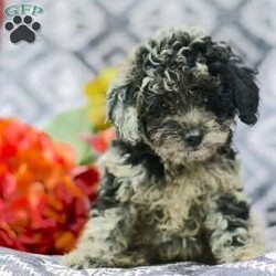 Pebbles/Miniature Poodle Mix									Puppy/Female	/8 Weeks,Hi there! A picture is worth a thousand words and I’m sure that’s why you clicked on me! I’m a beautiful puppy with a great disposition. I have wonderful parents that have started teaching me how to be a great companion. I hope to come home to you soon, so I can show you what I’ve learned. I will come home to you up to date on my vaccinations and vet checked. I’m waiting for you to pick me. You won’t regret it! I will grow 8-12lbs