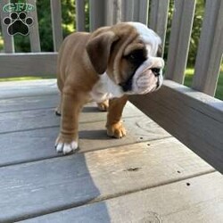 Honey/English Bulldog									Puppy/Female	/9 Weeks,Honey is a gorgeous female English Bulldog with amazing color and great structure. This girl has lots of wrinkles and an amazing out-going personality. Honey has been vet-checked and is UTD on shots and dewormer. This puppy will come with AKC papers and a 30-day health guarantee.