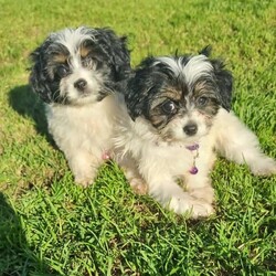 Beautiful male and female Papillon x Cavoodle Pups/Papillon//Younger Than Six Months,Ready for their new homes now are these extremely unique and adorable puppies. Just gone 9 weeks old Mum is papillon father toy cavoodle. Extremely placid loving pups and highly intelligent. Raised in family environment with kids, cats and other dogs. They come to you vaccinated, chipped, wormed and fully health screened in perfect health. Happy to arrange transport to you if required, these pups are sure to bring great joy to their new families.