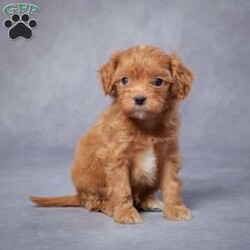 Barney/Cavapoo									Puppy/Male	/6 Weeks,AKC registered / Genetically tested Parents – Happy and healthy – F1 Cavapoo – Up to date on and deworming – Microchipped – 6 month health/1 year genetic guarantees(1yr/2yr if you remain on recommended food)- Full vet examination Call/text/email to schedule a time to come out and visit. We can ship to you, or can meet you at our airport. We can also meet in between if a reasonable distance.