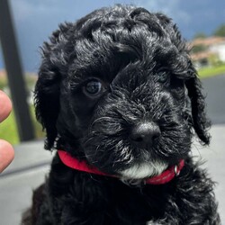 Black Beauty/Goldendoodle									Puppy/Female	/5 Weeks,This sweet little girl is the smallest in the litter. Very pretty white markings. She loves the tea parties with the girls and the ball games outside with the boys.  She loves it all – and she likes to sit in laps and lick fingers and faces!
