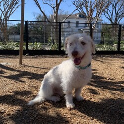 Adopt a dog:Pilot Pete/Norfolk Terrier/Male/Adult,Now, the moment you've all been waiting for.... Ladies and gentlemen, meet your new Bachelor....Pilot Pete. He will do best in a calm and quiet home with older/considerate kids or an older couple. He gets along with other dogs his size. His adoption fee is $250 locally in Houston, TX or $550 out of state (includes health cert and travel fee). I am up to date on my vaccines, neutered, microchipped and tested heartworm negative. Fill out an app for this perfect gentleman at https://toolkit.rescuegroups.org/of/f?c=SQYPSGVQ