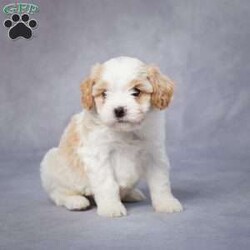 Tucker/Cavapoo									Puppy/Male	/6 Weeks,AKC registered / Genetically tested Parents – Happy and healthy – F1 Cavapoo – Up to date on and deworming – Microchipped – 6 month health/1 year genetic guarantees(1yr/2yr if you remain on recommended food)- Full vet examination Call/text/email to schedule a time to come out and visit. We can ship to you, or can meet you at our airport. We can also meet in between if a reasonable distance.