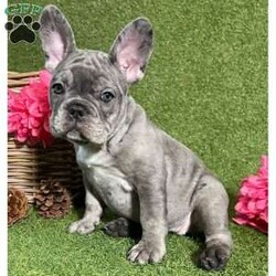 Honey Bee/French Bulldog									Puppy/Female	/17 Weeks,Our 16-week pure breed French Bulldog puppies are not only adorable and unique but also healthy and happy. They have been vet checked and are fully updated with their shots, ensuring they are in excellent condition and free from any health concerns.