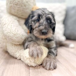 Hazel F1B/Mini Labradoodle									Puppy/Female	/8 Weeks,Meet Hazel, she is an F1B Mini Labradoodle. Mom is a labradoodle and dad is Mini Poodle. Family raised and very good with kids, she is sure to be a great fit for your family.