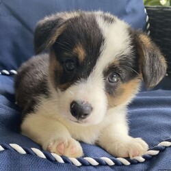 Scooter/Pembroke Welsh Corgi									Puppy/Male	/8 Weeks,Scooter is a tri-colored, happy well adjusted puppy from a litter of 5. Socialized,vet checked, dewormed, vaccinated and family raised. He is ready to be adopted into his forever home.