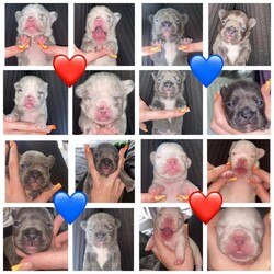 BEAUTIFUL FRENCH BULLDOGS PUPS/French bulldogs/Mixed Litter/2 weeks,I have 4 beautiful Healthy puppies
with amazing bloodline looking for their forever homes ?? in 6 weeks time .mama dog is shown on picture she is my
baby girl
and is my family pet so we want the best home for her babies .both parents are kc registered. All puppies have been raised in a family home and are all thriving and well
.
Price may vary please inbox me for more information thanks
Scarlett