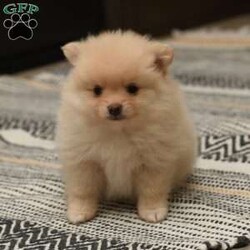Callie/Pomeranian									Puppy/Female	/7 Weeks,To contact the breeder about this puppy, click on the “View Breeder Info” tab above.