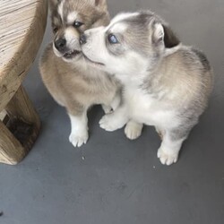 Siberian husky x puppies for sale/Siberian Husky//Younger Than Six Months,My beautiful girl had her 2 babies on the 17/07/2023Dad is husky X malamuteMum is purebred Siberian huskyPuppies have been vaccinated, microchip, and wormedPuppies will be ready for their forever home on the 11/09/2023Please do your homework as their breed is high energy and love to run . They shed their coats twice a year .Puppies will only go to loving homes with lots of love and a big yard to run around ..Puppies come with their own puppy packsPuppy foodBowlToy and their favourite blanket