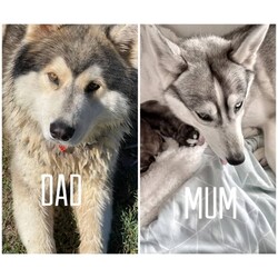 Siberian husky x puppies for sale/Siberian Husky//Younger Than Six Months,My beautiful girl had her 2 babies on the 17/07/2023Dad is husky X malamuteMum is purebred Siberian huskyPuppies have been vaccinated, microchip, and wormedPuppies will be ready for their forever home on the 11/09/2023Please do your homework as their breed is high energy and love to run . They shed their coats twice a year .Puppies will only go to loving homes with lots of love and a big yard to run around ..Puppies come with their own puppy packsPuppy foodBowlToy and their favourite blanket