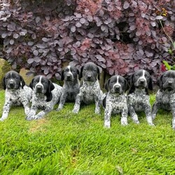 READY NOW!!!! Beautiful German Shorthaired Pointer Puppies/German Shorthaired Pointer/Mixed Litter/8 weeks,Our gorgeous girl Dottie has had her first litter of 7 puppies, 4 boys and 3 girls.
The puppies are KC Registered, microchipped, wormed and flea treated, they are well socialised with people and other pets.
Both parents are working dogs.
Puppies are ready to leave on the 31/08/2023 and will make excellent working dogs or wonderful family pets.