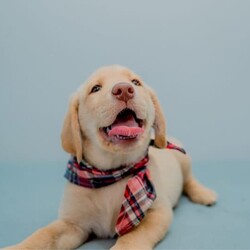Pure-bred Golden Labrador Retriever Puppies for Sale/Labrador Retriever//Younger Than Six Months,Surprise your loved one with the gift of a lifetime! Our litter of 11 adorable Labrador Retriever puppies are looking for their forever homes, and one of them is the perfect addition to your family. With their cute faces, wagging tails, and endless love, these puppies will melt your heart.These puppies are not only vet-checked, microchipped, vaccinated, and wormed, but their parents have also been health checked to ensure the healthiest puppies possible. Give us a call on ******8996 for more details REVEAL_DETAILS Plus, one of the girls has a unique look with ash colored eyes, a pink nose, and a beautiful golden coat, making her a one-of-a-kind addition to your family. ( This rare gene is known as the Dudley Labrador gene, adding to her special and unique personality. )Update - Only 2 boys & 3 girls remainingHurry up and give us a call if you don't want to miss out on this amazing opportunity to bring a new best friend into your life. ******8996 REVEAL_DETAILS Microchip numbers : 956000016634389 95600001663729 956000016663125 956000016661126 956000016633182 956000016687642 956000016634145 956000016660817 956000016663779 956000016660998 956000016633047