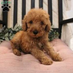 Archie/Mini Goldendoodle									Puppy/Male	/8 Weeks,Meet this delightful Mini Goldendoodle puppy with rich red fur! Don’t those eyes just melt your heart? This adorable puppy is up to date on shots and dewormer and vet checked. The breeder has made sure each puppy is well socialized and family raised. If you are looking for a loving Mini Goldendoodle contact the breeder today! 