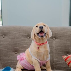 Pure-bred Golden Labrador Retriever Puppies for Sale/Labrador Retriever//Younger Than Six Months,Surprise your loved one with the gift of a lifetime! Our litter of 11 adorable Labrador Retriever puppies are looking for their forever homes, and one of them is the perfect addition to your family. With their cute faces, wagging tails, and endless love, these puppies will melt your heart.These puppies are not only vet-checked, microchipped, vaccinated, and wormed, but their parents have also been health checked to ensure the healthiest puppies possible. Give us a call on ******8996 for more details REVEAL_DETAILS Plus, one of the girls has a unique look with ash colored eyes, a pink nose, and a beautiful golden coat, making her a one-of-a-kind addition to your family. ( This rare gene is known as the Dudley Labrador gene, adding to her special and unique personality. )Update - Only 2 boys & 3 girls remainingHurry up and give us a call if you don't want to miss out on this amazing opportunity to bring a new best friend into your life. ******8996 REVEAL_DETAILS Microchip numbers : 956000016634389 95600001663729 956000016663125 956000016661126 956000016633182 956000016687642 956000016634145 956000016660817 956000016663779 956000016660998 956000016633047