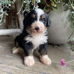 Charlie/Bernedoodle									Puppy/Male	/6 Weeks,To contact the breeder about this puppy, click on the “View Breeder Info” tab above.