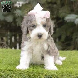 Layla/Mini Bernedoodle									Puppy/Female	/6 Weeks,Meet Layla, an adorable Blue Merle Mini Bernedoodle puppy! Vet checked and guaranteed healthy, she his friendly and well socialized!. Playful, curious, and full of affection, she’s the perfect companion.