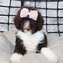 Lover/Mini Bernedoodle									Puppy/Female	/9 Weeks,Lover is a Chocolate Tuxedo mini bernedoodle who is expected to be around 20-30 pounds full grown. Ready to go home August 28th! Momma is a Mini bernedoodle named Zoey and dad is Mini Bernedoodle named Blue!