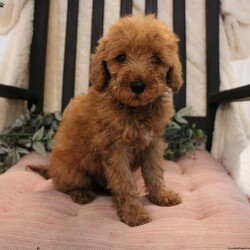 Archie/Mini Goldendoodle									Puppy/Male	/8 Weeks,Meet this delightful Mini Goldendoodle puppy with rich red fur! Don’t those eyes just melt your heart? This adorable puppy is up to date on shots and dewormer and vet checked. The breeder has made sure each puppy is well socialized and family raised. If you are looking for a loving Mini Goldendoodle contact the breeder today! 