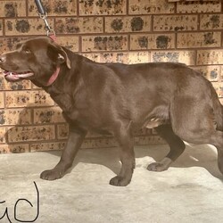 Labrador puppies READY NOW/Labrador Retriever//Younger Than Six Months,Chocolate Purebred Labrador PuppiesFemales and Males availableWHEN ONLY THE BEST WILL DOLabradors are kind affectionate dogs, smart & quick learning. Love food and human attention. Can be suited to all living conditions. These puppies will mature to medium size & will be solid buildsBoth parents have clear DNA, and good hip and elbow scores. This means the puppies are clear from genetic diseases. The parents love to swim and have cuddles and are viewablePuppies are currently eating Hypro puppy kibble, kangaroo mince, chicken mince and are well handled and socialisedPuppies are/come with:Veterinary Health CertificateMicrochip & first Vaccination (C3)6 week puppy insurance through PetplanWormed fortnighlty with DrontolPuppy pack including hypro puppy foodFollow up questions or adviceCall or message for more information and to view. FaceTime or what’s app video calls also availablePlease make sure you have permission from anyone that influences your decision to add a puppy to the family like real estate, partner, parensts.RPBA #10343 verify with number ******9277 REVEAL_DETAILS 