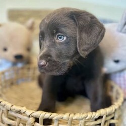 Labrador puppies READY NOW/Labrador Retriever//Younger Than Six Months,Chocolate Purebred Labrador PuppiesFemales and Males availableWHEN ONLY THE BEST WILL DOLabradors are kind affectionate dogs, smart & quick learning. Love food and human attention. Can be suited to all living conditions. These puppies will mature to medium size & will be solid buildsBoth parents have clear DNA, and good hip and elbow scores. This means the puppies are clear from genetic diseases. The parents love to swim and have cuddles and are viewablePuppies are currently eating Hypro puppy kibble, kangaroo mince, chicken mince and are well handled and socialisedPuppies are/come with:Veterinary Health CertificateMicrochip & first Vaccination (C3)6 week puppy insurance through PetplanWormed fortnighlty with DrontolPuppy pack including hypro puppy foodFollow up questions or adviceCall or message for more information and to view. FaceTime or what’s app video calls also availablePlease make sure you have permission from anyone that influences your decision to add a puppy to the family like real estate, partner, parensts.RPBA #10343 verify with number ******9277 REVEAL_DETAILS 