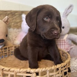 Labrador puppies READY NOW/Labrador Retriever//Younger Than Six Months,Chocolate Purebred Labrador PuppiesFemales and Males availableWHEN ONLY THE BEST WILL DOLabradors are kind affectionate dogs, smart & quick learning. Love food and human attention. Can be suited to all living conditions. These puppies will mature to medium size & will be solid buildsBoth parents have clear DNA, and good hip and elbow scores. This means the puppies are clear from genetic diseases. The parents love to swim and have cuddles and are viewablePuppies are currently eating Hypro puppy kibble, kangaroo mince, chicken mince and are well handled and socialisedPuppies are/come with:Veterinary Health CertificateMicrochip & first Vaccination (C3)6 week puppy insurance through PetplanWormed fortnighlty with DrontolPuppy pack including hypro puppy foodFollow up questions or adviceCall or message for more information and to view. FaceTime or what’s app video calls also availablePlease make sure you have permission from anyone that influences your decision to add a puppy to the family like real estate, partner, parensts.RPBA #10343 verify with number ******9277 REVEAL_DETAILS 
