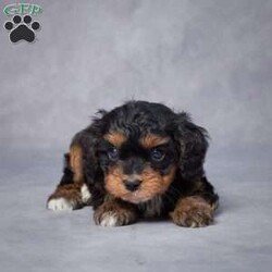 Marlo/Cavapoo									Puppy/Male	/7 Weeks,AKC registered / Genetically tested Parents – Happy and healthy – F1 Cavapoo – Up to date on and deworming – Microchipped – 6 month health/1 year genetic guarantees(1yr/2yr if you remain on recommended food)- Full vet examination Call/text/email to schedule a time to come out and visit. We can ship to you, or can meet you at our airport. We can also meet in between if a reasonable distance.