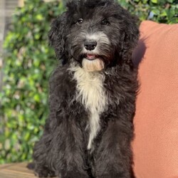 Adopt a dog:/Old English Sheepdog//Younger Than Six Months,- DNA Tested, Hip & Elbow Scored, Health Checks & Veterinary Clearances -• PURE BRED OLD ENGLISH SHEEPDOG X PURE BRED STANDARD POODLE •Rare opportunity to have your very own, true first generation Standard Sheepadoodle! Don’t lose those exceptional Sheepie traits, like you would with a second generation or Poodle backcross.The OES is an exceptional dog; few and far between on Australian shores. This cross allows for a happier, healthier, and more hardy dog - thanks to the wider genetic diversity of the cross, whilst preserving the highly regarded Old English Sheepdog traits.Photos of parents included, much loved family pets - highly regarded and renowned within the industry. With therapy and companion dog work, farm work, registered blood donors for some of the countries most outstanding specialists and emergency hospitals, remarkable temperaments, dog models, and grooming seminars and competition demo dogs.There’s no doubt about the quality, success, and proven traits of the parents - highlighting the great potential for their puppies.Included is:MicrochipVaccinationWormingFlea TreatmentDesexingHealth ChecksHealth GuaranteeTo take home:Royal Canine Puppy FoodRange of ToysCollarHarnessLeadBedAdaptil CollarCar CarrierThese puppies are available to loving pet homes only - not for breeding or stud.* PLEASE PROVIDE YOUR LOCATION AND PHONE NUMBER *Puppies are currently in Marulan, just past the Southern Highlands. You’re welcome to make an appointment, or free delivery to Sydney can be arranged.Interstate transport is available at buyers expense.Council Registration B000611149Breeder Registration SM1310014
