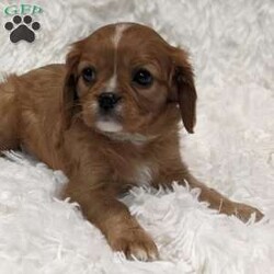 Chanel/Cavalier King Charles Spaniel									Puppy/Female	/8 Weeks,Meet Chanel, one of our sweet little Cavalier King Charles puppies! Chanel is mischievous and charming, and will melt your heart!  She comes with a clear health exam, up-to-date vaccinations, and our health guarantee. Both of her parents are clear of any breed-specific genetic disorders! We have over twenty years of experience, so contact me today to reserve this little scamp! 