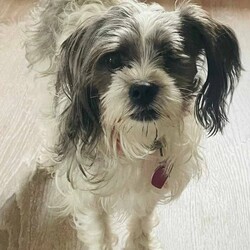 Adopt a dog:Maxie /Shih Tzu/Female/Young,Maxie is a shorkie and she is 3 years old. She is such a sweet girl who gets along with dogs and loves people. She only has one eye as she was attacked by another dog but it doesn't stop her from being so adorable. Email harescue1@aol.com or fill out an application at www.heavenlyangelsanimalrescue.org