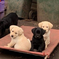 Purebred Labrador Puppies Rosie 16-07-2023/Labrador Retriever//Younger Than Six Months,All our adults have been hip & elbow scored and DNA Health tested.Ready to leave mum (Rosie) 09-09-2023We have EFTPOS facilities available if needed.Purebred Labrador Puppies gorgeous blonde/gold/fox red or black males & females available :)Date of birth 16-07-2023, pups have been microchipped, vaccinated & vet checked, our pups are wormed regularly, our labs are purebred they do not come with papers, they are bred for pets, not for showing. You can come to view the pups (by appointment) once they have been vaccinated & microchipped at six weeks old, pups will be ready to leave here from the 09-09-2023.We feed our pups Black Hawk Chicken & Rice puppy food, they get to take home a puppy showbag with toys etc and a BlackHawk showbag, pups also come with 2 months free Pet Insurance that you can register for via Bow Wow Meow, our pups also come with a 3 year 100% money back health guarantee, all our adults have been DNA tested for any health issues & they have all had their hips & elbows scored.Please make sure when you buy a puppy that you purchase from a registered breeder or at the very least that the parents have been DNA tested for any health issues & they have had their hips & elbows scored & that your pup comes with a 3 year 100% money back health guarantee. Photo’s from previous litters xMicrochip numbers956000015911885956000016249563956000016245504956000015916718956000016247080956000016239482Please feel free to text Jackie on ******** 213 & check us out on facebook - Labs at Gilderoy, we have amazing reviews, we have been breeding Labs for over 20 years and we have a fantastic record :) REVEAL_DETAILS Domestic Animal Business Number 23/ANB (Yarra Ranges Council), Source Number BR101080