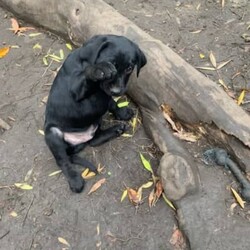 Purebred Labrador Puppies Rosie 16-07-2023/Labrador Retriever//Younger Than Six Months,All our adults have been hip & elbow scored and DNA Health tested.Ready to leave mum (Rosie) 09-09-2023We have EFTPOS facilities available if needed.Purebred Labrador Puppies gorgeous blonde/gold/fox red or black males & females available :)Date of birth 16-07-2023, pups have been microchipped, vaccinated & vet checked, our pups are wormed regularly, our labs are purebred they do not come with papers, they are bred for pets, not for showing. You can come to view the pups (by appointment) once they have been vaccinated & microchipped at six weeks old, pups will be ready to leave here from the 09-09-2023.We feed our pups Black Hawk Chicken & Rice puppy food, they get to take home a puppy showbag with toys etc and a BlackHawk showbag, pups also come with 2 months free Pet Insurance that you can register for via Bow Wow Meow, our pups also come with a 3 year 100% money back health guarantee, all our adults have been DNA tested for any health issues & they have all had their hips & elbows scored.Please make sure when you buy a puppy that you purchase from a registered breeder or at the very least that the parents have been DNA tested for any health issues & they have had their hips & elbows scored & that your pup comes with a 3 year 100% money back health guarantee. Photo’s from previous litters xMicrochip numbers956000015911885956000016249563956000016245504956000015916718956000016247080956000016239482Please feel free to text Jackie on ******** 213 & check us out on facebook - Labs at Gilderoy, we have amazing reviews, we have been breeding Labs for over 20 years and we have a fantastic record :) REVEAL_DETAILS Domestic Animal Business Number 23/ANB (Yarra Ranges Council), Source Number BR101080