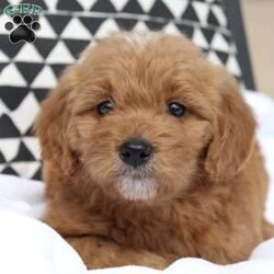 Moxie/Mini Goldendoodle									Puppy/Female	/8 Weeks,Moxie is well socialized with both kids and adults. She loves to go outside and play with her siblings. Her mom Riley is our 50lbs golden retriever and Dad Gabe is a 14lbs mini poodle. She is up to date on vaccinations and dewormer. She was vet checked and she is in excellent health. She comes with a one year health guarantee. For more info or to set up a meeting contact Harry.