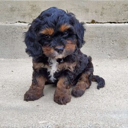 Brooklyn/Cavapoo									Puppy/Female	/8 Weeks,Hi, meet Brooklyn! She is a F1 Cavapoo. Mom is a Cavalier and Dad is a Mini Poodle!