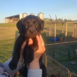 Black Labrador Puppies/Labrador Retriever/Both/Younger Than Six Months,Black Labrador puppies4 girls 3 boysReady for their forever homesVet check, microchipped, Vaccinated and wormed. Pups have been social with toddlers, cats, chooks and other dogs.Black mum and Gold dad as pictured. both beautifully natured dogs.