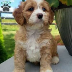 Lucy/Cavapoo									Puppy/Female	/8 Weeks,Check out Lucy, a cute & friendly Cavapoo puppy ready to become your new best friend! This lovely girl comes home with a 1-year genetic health guarantee and is up to date on shots & wormer. She is raised on a family farm with children and would make a perfect fit for anyone interested in adopting. Call or text the breeder anytime!
