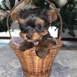 Yorkshire Terrier Puppy For Sale/Yorkshire Terrier/Male/Younger Than Six Months,Yorkshire male puppy for sale.1 yorkie Boy, really tiny. Teacup size. 500g weight. Ready to go to new home Born on 24/07/2023Hypoallergenic breed, perfect for people who suffer from allergies. Perfect family dog. Happy to view pup and parents. For more info please message. Happy to FaceTime :)No time wasters please. Serious buyers only 