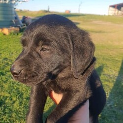 Black Labrador Puppies/Labrador Retriever/Both/Younger Than Six Months,Black Labrador puppies4 girls 3 boysReady for their forever homesVet check, microchipped, Vaccinated and wormed. Pups have been social with toddlers, cats, chooks and other dogs.Black mum and Gold dad as pictured. both beautifully natured dogs.