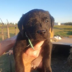Black Labrador Puppies/Labrador Retriever/Both/Younger Than Six Months,Black Labrador puppies4 girls 3 boysReady for their forever homesVet check, microchipped, Vaccinated and wormed. Pups have been social with toddlers, cats, chooks and other dogs.Black mum and Gold dad as pictured. both beautifully natured dogs.