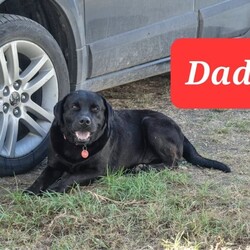 2 LEFT! DNA CLEAR LABRADOR PUPS!!! READY NOW!/Labrador Retriever/Both/Younger Than Six Months,READY NOW!!! Healthy & gorgeous looking 10 Pure Bred Labrador pups w only 1 YELLOW FEMALE & 1 BLACK FEMALE LEFT! (ALL PUPS ARE FULL DNA CLEAR thru parentage-FULL BREED PROFILE)BOTH parents are also HIP & ELBOW SCORED w fantastic results.MUM'S HIPS-3:4- ELBOWS-0:0DAD'S HIPS-1:0 ELBOWS-0:0DOB OF THE PUPS: 24/06/23AGE:JUST TURNED 12 WEEKS OLDREDUCED to $1200GREEN COLLAR BLACK FEMALE-SOLDREDUCED to $1100PINK COLLAR YELLOW FEMALE-SOLDPURPLE COLLAR YELLOW FEMALE-SOLDREDUCED to $1000YELLOW PUPS:PEACH COLLAR YELLOW FEMALEBLACK COLLAR YELLOW MALE-SOLDLIGHT BLUE COLLAR YELLOW MALE-SOLDBLACK PUPS:YELLOW COLLAR BLACK FEMALEBLUE COLLAR BLACK MALE-SOLD PENDING DELIVERYORANGE COLLAR BLACK MALE-SOLDRED COLLAR BLACK MALE-SOLD PENDING DELIVERYMum is a Pure Bred Fox Red Labrador and Dad is a Pure Bred Black Labrador. Both parents are very intelligent. They have the friendliest natures and super affectionate dogs. Mum loves our company, play fetch, to go for run/walk with us. Dad is very active, super playful dog. Loves to run around with all our Labradors, fetch ball and venture around. They are both super active, happy, very healthy parents.Each pup will come with copies of his parents' DNA health results/certificates✔️, his Vaccination card✔️, puppy guide✔️ and a puppy pack✔️. Puppy pack includes a blanket, collar, lead, toys, puppy pads, puppy bowl and a transition food. The food is a premium dry food (Advance) that pup is used to and you will receive a sample pack to get you started.DELIVERY:You are mostly welcome to pick up your pup or you can choose to have him/her delivered to your door. Meeting half point is also an option and can be arranged.Have done extensive deliveries all around Australia. I have arranged several flights that were sent interstate with one sent just a week ago and another one just 4 weeks ago to NT & 5 months ago to SA. Few months ago, also last years and few years back to WA, TAS. Very frequently to ACT and many areas of NSW almost every week. Going to SYD & ACT areas are mostly on a Thursday and free delivery on a Thursday.FREE DELIVERY:FREE DELIVERY from Parkes (road transport) to any Canberra, Blue Mountains, Orange-Bathurst, Central West, Mudgee, SYD areas including to Syd airport on 14th Sept, Thursday.Your pup can be delivered FREE to SYD including to SYD airport if the pup needs an interstate delivery as mentioned above. Flying the pup from Syd to destinations like NT, WA, SA, TAS, were our previous deliveries recently (NT was 3 weeks & few months ago to the others mentioned to be exact). Flight cost is AT THE NEW OWNER'S EXPENSE. Only the road transport from Parkes to Syd airport is free and only free on a Thursday. Any delivery to SYD airport from Parkes THAT IS NOT A THURSDAY WILL INCUR A DELIVERY FEE.DELIVERY W FEES:Have delivered several times to VIC too, pre, during & post Covid period. Meeting half point if you live in Melbourne can be arranged as well AND WILL INCUR A DELIVERY FEE. DELIVERY ANY DAY to VIC or down that way & DELIVERY to SYD, ACT, BATHURST-ORANGE, BLUE MOUNTAINS, MUDGEE or any Central West NSW areas ON A WEEKEND AND ANY DAY THAT IS NOT A THURSDAY WILL ALSO INCUR A DELIVERY FEE.WhatsApp is available for live viewing by appointment only.You may also contact me directly by text message to my mobile ******7134 is preferred so we can discuss your suitability as a pet owner and be sure you have selected the best pup for your needs and family situation. REVEAL_DETAILS I am licensed as a breeder and where there are many happy pet owners that have adopted through me.RPBA # 1473