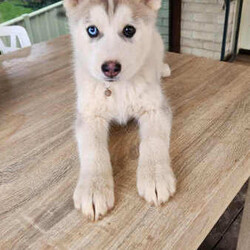 Siberian Husky Puppies/Siberian Husky/Female/Younger Than Six Months,**2 left**6 beautiful blue eyed / bi eyed Pure Bred Siberian Huskies!!Get in early and secure your best friend now.Puppies were born on the 16th June 2023 and will be ready for their forever homes around the 18th of August.All puppies are vaccinated, wormed and microchipped.3 x Girls and 1 x Boy available.Please make contact if you wish to learn more about individual puppies.Will more than happily update potential buyers with updated photos and videos as their puppy grows.