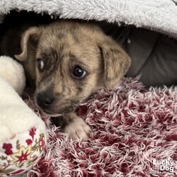 Adopt a dog:Bob/Shepherd/Male/Baby,sweet baby boy seeking happily ever after! BOB NEEDS A FOSTER OR FOREVER HOME!!!!

Name: Bob Best Guess for Breed: Shepherd mix

Best Guess for Age: 3.5 months as of 9/21 (DOB 6/7/23) SEX: Male

Estimated Weight (puppies' weights change quickly!): 10.1 lbs as of 8/31/23
Gets Along With: Most puppies are in the prime of their socialization window and will do well with other dogs, cats and kids so long as they receive patience and proper training.

Currently Living at: Puerto Rico shelter; needs a foster or forever home in the DC area to get on a freedom flight up here!

Special Adoption Considerations: Puppies under 6 months of age need to have multiple potty breaks/exercise throughout the day. Potential adopters with a standard 8-hour workday must be willing to make arrangements to meet the needs of their puppy.
Bob is Looking For: Woof! My sister Bonbon and I are from Puerto Rico. The good people at Lucky Dog decided to bring us to the DC area so we can go off and get our own forever homes. I can't wait! Right now I'm still a big silly fuzzball so I want lots of play time and snuggles. But you know what! My sniffer is learning new smells every day so I also want to explore my new neighborhood - and the world - with you! I'd love to make puppy and people pals too, and go to puppy school to learn how to be the goodest pup.
What do you say? Do I get to grow up with you?What My Foster Says About Me: we will update this once this pup has arrived in the DC area and spent some time in foster care!
Puppy Vetting Requirements: Lucky Puppies have had their age appropriate vaccines, but may not yet be 