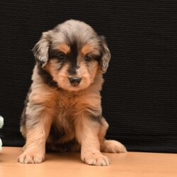 Duke/Miniature Aussiedoodle									Puppy/Male	/7 Weeks,To contact the breeder about this puppy, click on the “View Breeder Info” tab above.