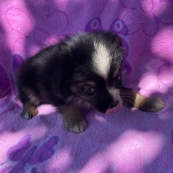 Adopt a dog:Ivy/Australian Shepherd/Female/Baby,Ivy is a sweet little mini aussie mix that is looking for her forever home. She is tiny and we don’t expect her to be over 20 pounds full grown we are not sure what she is mixed with but it is small. She is roughly 8 weeks old and eating on her own. 

For Pet's Sake Rescue is a Mississippi based rescue. Mississippi is overpopulated too many animals, not enough homes, and many high kill shelters. For Pet's Sake Rescue saves each animal from a different background.

***Breed input is required for each platform but is not guaranteed to be accurate. We do not DNA/Breed test. We discuss breed assignments with our vets to label them as accurately as possible***

For Pet's Sake Rescue transports animals to other states with better adoption potential. Our goal is to keep animals alive and out of kennels into their forever homes as quickly as possible. Each animal is quarantined and vetted during their time in our care. Each adopted pet is spayed/neutered, vaccinated, dewormed, microchipped and has current flea treatment unless otherwise noted. 

Please email monica@forpetssakerescue.org and put the pets name in the subject area. Once we review your application and check your vet reference, we will contact you to proceed. If both parties agree to the adoption, we will send you an Adoption Contract with an invoice. Once the invoice is paid, your pet is 