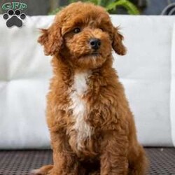 Crimson/Miniature Poodle									Puppy/Male	/13 Weeks,Come meet this sweet boy! He is very well socialized, up to date on vacccines and dewormer. He is vet checked and comes with his health certificate. Call us to set up a time to meet this sweet boy!