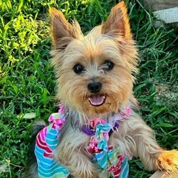Pixie/Yorkshire Terrier/Female/Adult