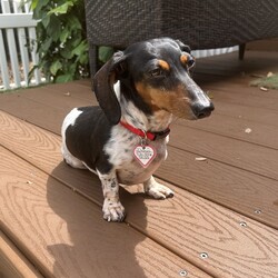 Adopt a dog:Patches in FL/Dachshund/Female/Adult,CITY, STATE:  Sarasota FL  (Looking for a FL adopter)
NAME:  Patches
AGE:  6 yrs.
SEX:  Female
WEIGHT:  8.9 lbs.
COLOR: Black and Tan Piebald
COAT:  Smooth
UP TO DATE:  Yes
SPAYED/NEUTERED:  9/13/2023
DHPP:  Yes         DATE:  9/13/2023
RABIES:  Yes     DATE: 9/13/2023
TAG NUMBER:  1714
ADOPTION FEE: $400 + $25 microchip fee
HOUSETRAINED: Doing great on a schedule
CRATE TRAINED: Doesn’t need one
LEASH TRAINED:  Working on it
FENCED YARD NEEDED:  Yes
SPECIAL NEEDS:  No
HOME W/ SMALL CHILDREN:  11 years or older and respectful of a dog’s space
HOME W/ OTHER DOGS:     MALE:  Yes       FEMALE:  Yes
HOME W/ CATS:  Unknown
MICROCHIP BRAND and #:     911PetChip 991003911398965
MONTHLY HEARTWORM DATE: 14th of each month
FOSTER HOME:  Meg   meg1709@comcast.net
RESCUE #:  2023-09-06-02

BIO:  Cuteness overload here!  This precious little girl is named Patches.  She was surrendered with two other dogs by a breeder in GA.  Patches has always been with other dogs so we’re hoping her adopter will have another adult or senior dog for her to pal with and learn from.  Patches is very tiny (less than 10 lbs.), but has a very BIG bark so would not be a good companion if your home has shared walls with neighbors.

Patches needs a fenced in yard to safely potty and play since she is still learning to walk comfortably on a leash. She had a few accidents when she first arrived in her foster home but is doing awesome now when taken outside on a schedule.  

She is very smart and has figured out the routine in her foster home super quickly.  She is a true pleasure to foster!

Patches already has been on two transports (GA to TN and TN to FL) so we have promised her an adopter in FL to avoid another long transport.  We have no doubt that the perfect family is waiting for her here in FL!

The must haves for Patches are:
•	An adopter in FL
•	Another adult or senior SMALL dog to keep her company if you are not home a lot
•	A fenced in yard
•	No shared walls, so no high rises or condos

 ============== Information for All Dogs/Adopters ==============
AADR does not recommend dachshunds for families with children under 5, or families planning to have children during the dog's lifetime. Dachshunds are often not patient with little kids, and kids can accidentally hurt a dachshund’s back or get bitten.

If you have questions about this dog, please feel free to contact the foster home at the email address listed on the bio form.  They have the most up-to-date information concerning the dog and would be happy to answer any questions about the animal.

There will be an additional $60 fee added for a required Health Certificate if traveling out of the state in which they are being fostered. We will not adopt into CT, RI, NH, ME, or MA due to strict laws regarding importation of dogs into those states.  If you have any issue with this, you will need to take this up with your legislatures.

To understand the adoption process through AADR, please review the Adoption Information on our home page.  Transportation options are outlined on that page in Step 3.

Click this link to apply: https://www.allamericandachshundrescue.org/apply, it will take you to the application form.

Please don't let the distance stand in your way of finding your newest best friend.  We have volunteers who will help your 